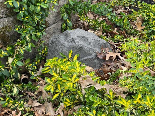 Faux rock speaker nestled in landscaping mulch surrounded by green and yellow ivy